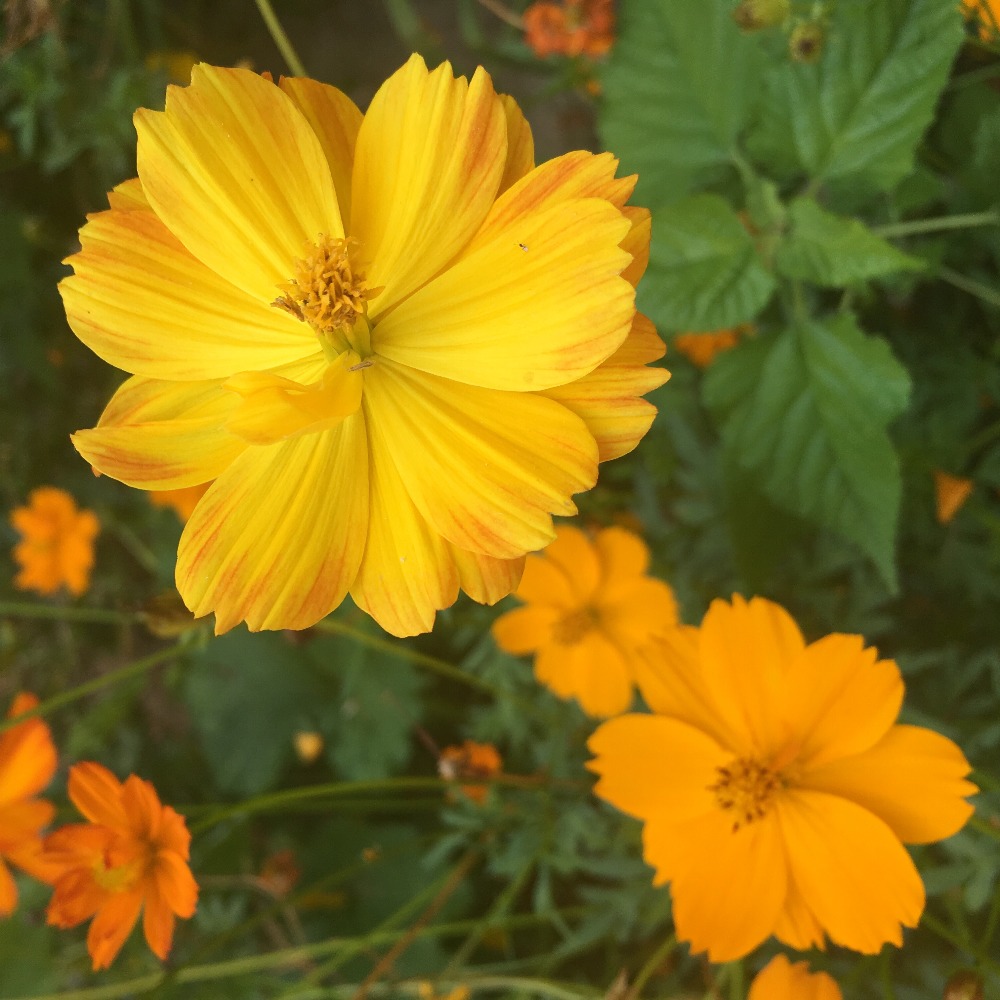 Meet your Posher, Sophie